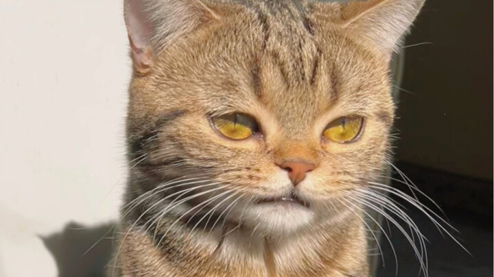 Ternyata kucing memiliki wajah imut seperti anak-anak~~~