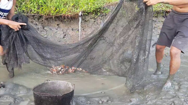 Ano ang meron sa Pond ko? (Koi, Tilapia,Shrimp)