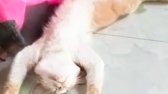 con mèo nhà tôi đó mn