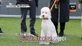Dogs are Incredible Ep 15