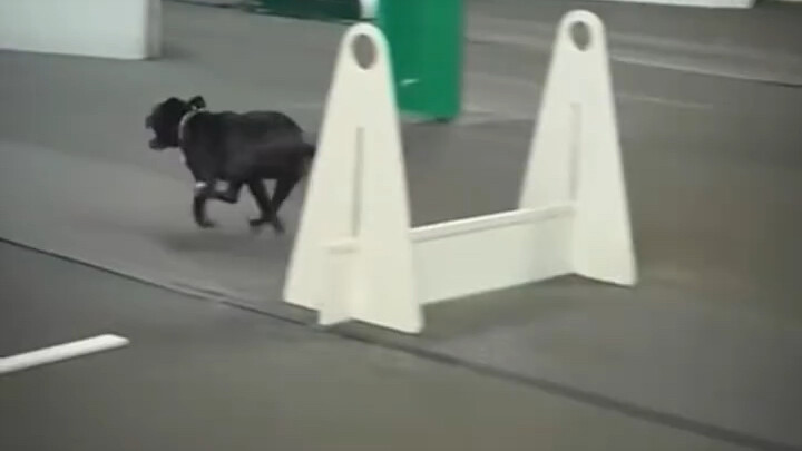 การแข่งขันวิ่งผลัดของสุนัข