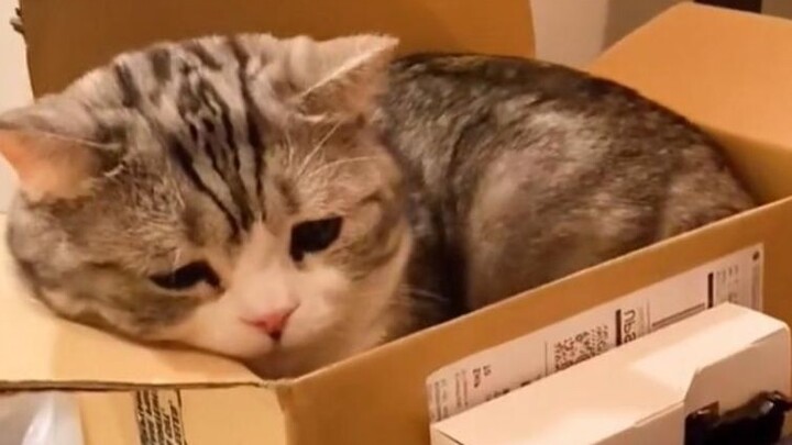 Mèo con thì có chuyện gì mà buồn chứ