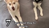 How does your dog show you their happy? LearnOnTikTok happy didyouknow