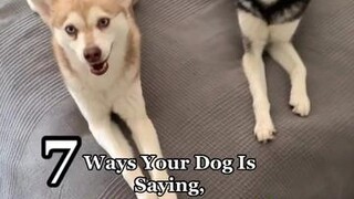 How does your dog show you their happy? LearnOnTikTok happy didyouknow