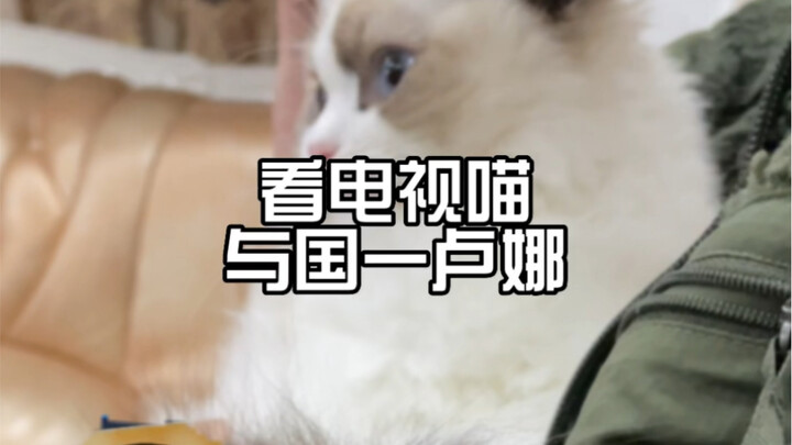 Mèo con cũng thích xem Crayon Shin-chan? Đấu với Country One Luna
