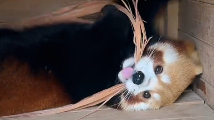Why you shouldn’t feed red pandas on your own: Their digestive system is extremely fragile.