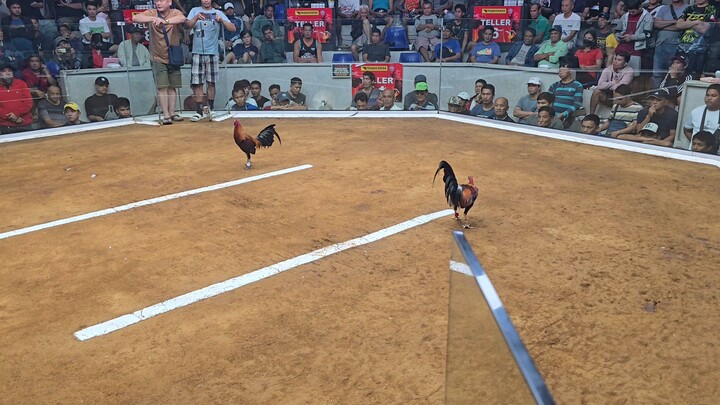5 stag solo champ cabuyao laguna salamat po