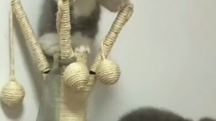 กาลเวลาช่างเป็นเหมือนอาหารแมวเสียจริง