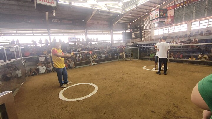 2x winner na si grey . sta.maria cock pit