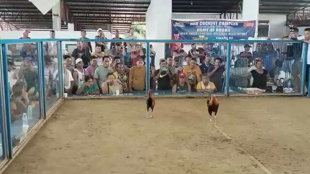 BUGBA 4 Stag 1st fyt (L)