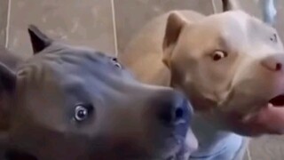 Nhìn cái gì vậy??!!
