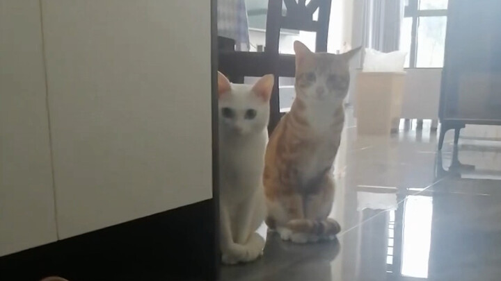 Lần đầu làm quen, lần sau đã thân, chúng đã bị nàng tiểu mỹ nhân Tam Hoa mê hoặc