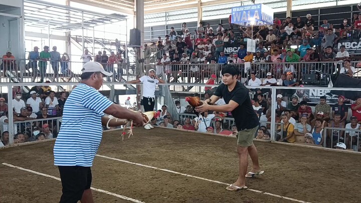 white choco win at new balayan cockpit arena