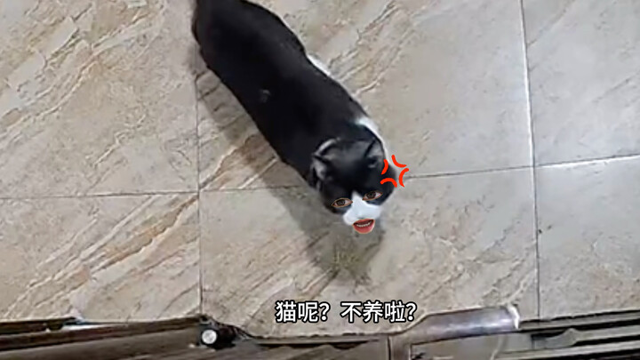 Cat: I haven't gotten on the bus yet!