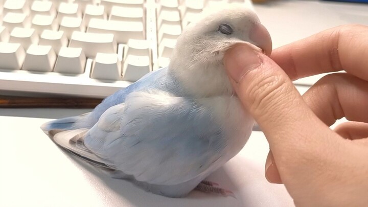 خادم العصفور الذي يستجيب فورًا لطلب البشر بالتربيت على ريشهم في أي وقت!