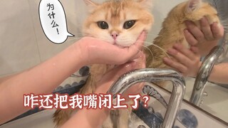 家中最暴躁猫咪洗澡，解锁新场景！