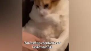 Fat FCKING cat tries to eat itself and dies