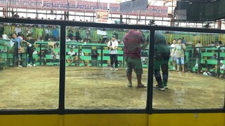 Magtito Gamefarm Gilmore Grey, 2Hits Arcontica Dasma - Win