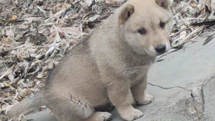 Kakek memberikan hadiah yang sangat istimewa untuk cucunya: seekor anjing tanah kecil Tiongkok. Si g