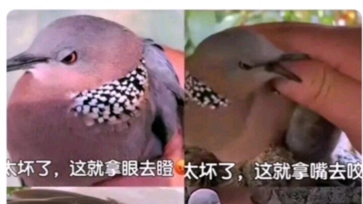 Bird Bar, a haven of purity on the internet