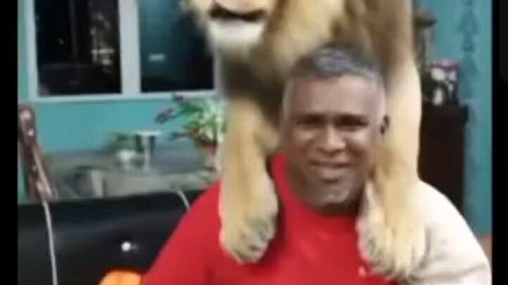 lion