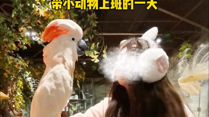 First-Person Experience: A Day at Work with My Pet