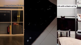 Aku punya kucing, tapi sepertinya juga tidak punya kucing.