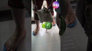 Quả Dưa Hấu 15kg của mẹ tôi 🤣 #Shorts #Yeulu #Yeuluofficial