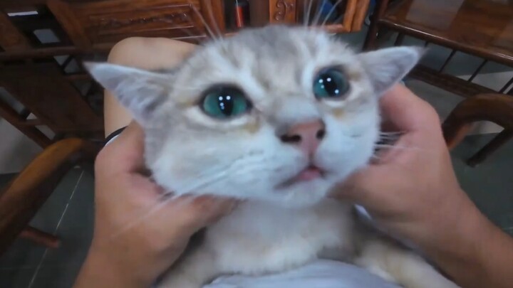 Kucing kecil itu hanya memandangmu dengan imut seperti ini