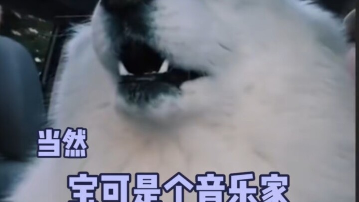 หมาชอบร้องเพลง เยเย่: อันนี้ฉันทำได้ ให้ฉันจัดการเอง!