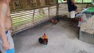 early bird..