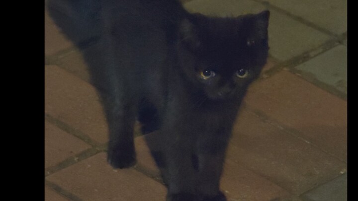 Kucing hitam petir yang sangat hebat dan tak terkalahkan