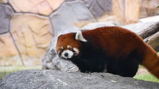 Red Panda Ace's morning walk