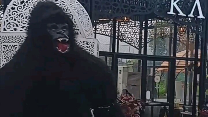 Gorilla Caught in F9 Park Islamabad