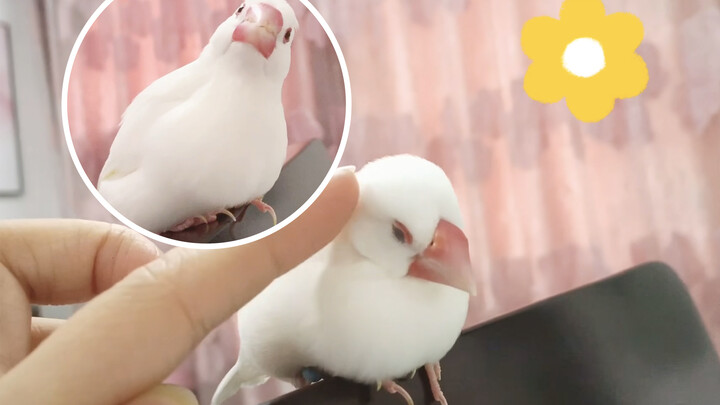 [Động vật]Thật kinh ngạc! Một con chim có thể hắt hơi?
