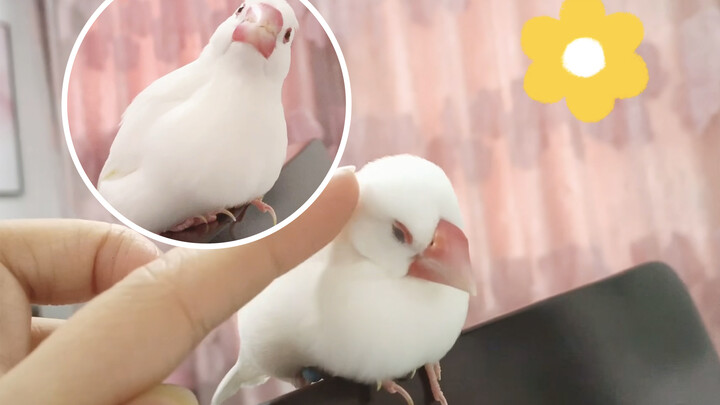 [Animals]Amazing! Can a bird sneeze?