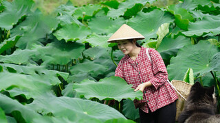 掬一捧带雨露的荷香，治愈你的晚夏苦闷