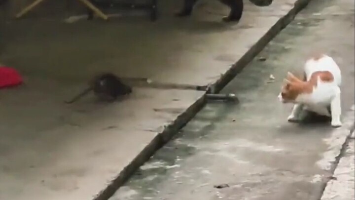 原来猫怕老鼠，并不是因为它窝囊