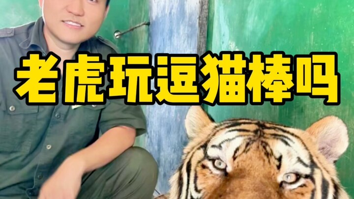 อาจเป็นการยั่วแมวที่ใหญ่ที่สุดบนอินเตอร์เน็ต!