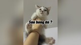 Hong ăn cho nhịn á mèo cute cat