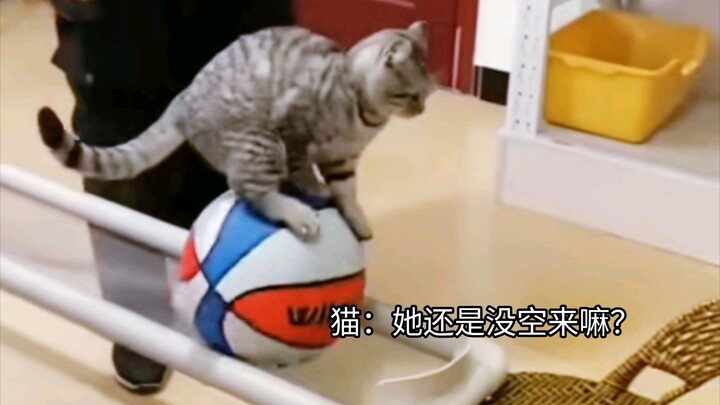 猫：她还是没空来嘛？
