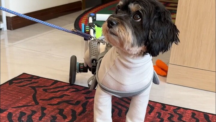 Hari ini jalan-jalan sama dua ekor schnauzer berkaki dua, nggak nyangka malah ketemu dewa berhati le