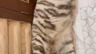 Để mọi người xem thử thanh thịt mèo thật sự