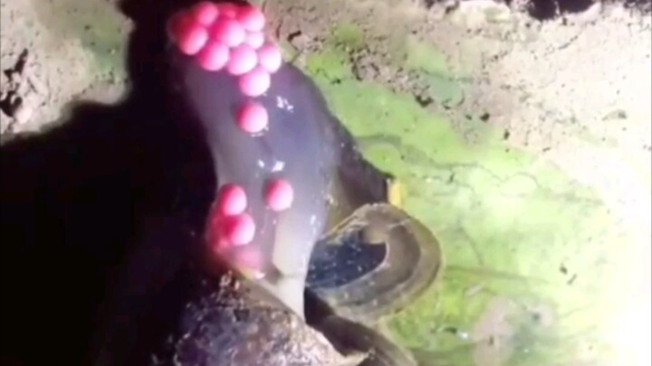 【Novel】So this is how apple snails lay their eggs?