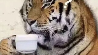 My good friend was heartbroken, so I asked him to fight Tiger Pioneer to relieve some stress. He was