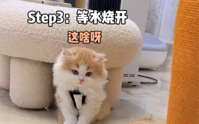 When I spray catnip on the little kitten to boost its charm