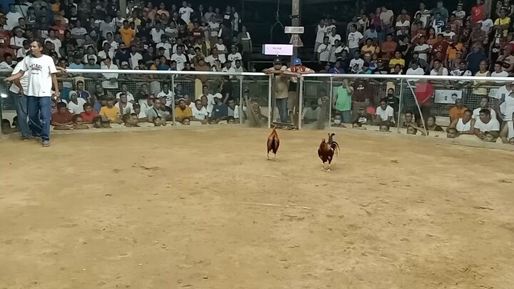 3 cock derby 2nd fight win Dec. 22, 2023