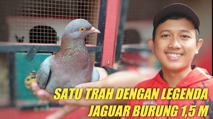 ADA KELUARGA JAGUAR. TRUS ADA OPLET SAUDARA BEMO DI BOCAH AJAIB ?| Dara Manisku