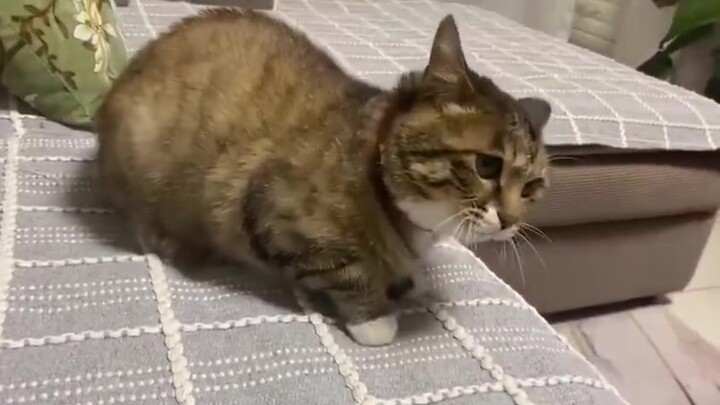This little cat will use its mouth when quarreling, but never its fists. It's so good, I really want