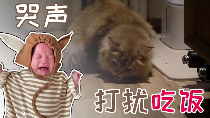 Saat kucing makan mendengar tangisan bayi, dengan tampak penasaran ia tetap menunduk dan asyik menya
